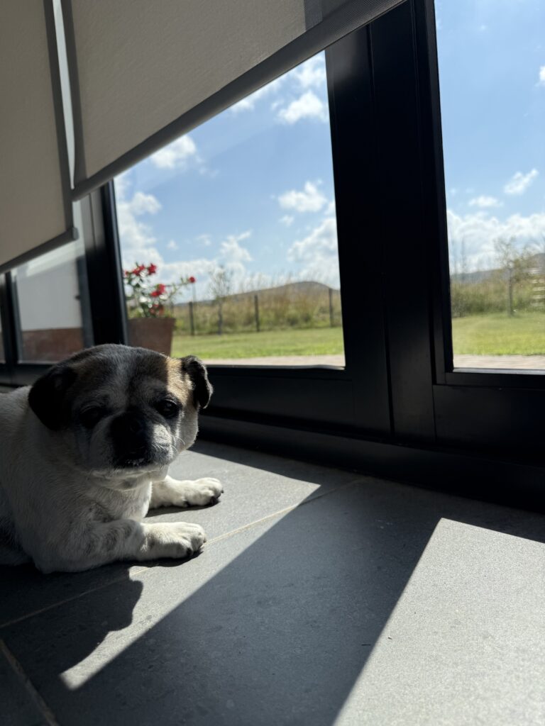 troeteldier in die Euphoria Aftree Oord